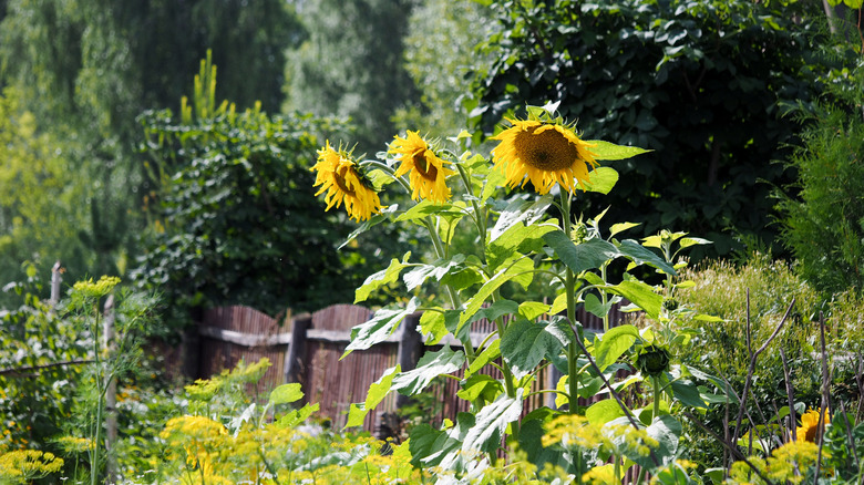 Sunflowers in a vegetable garden
