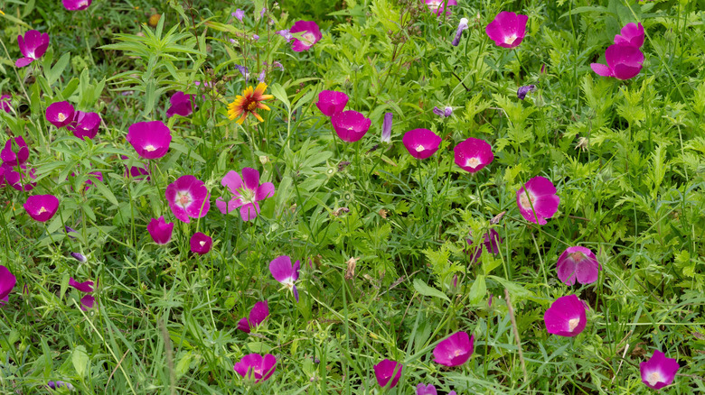 A large summer display of Winecup flowers