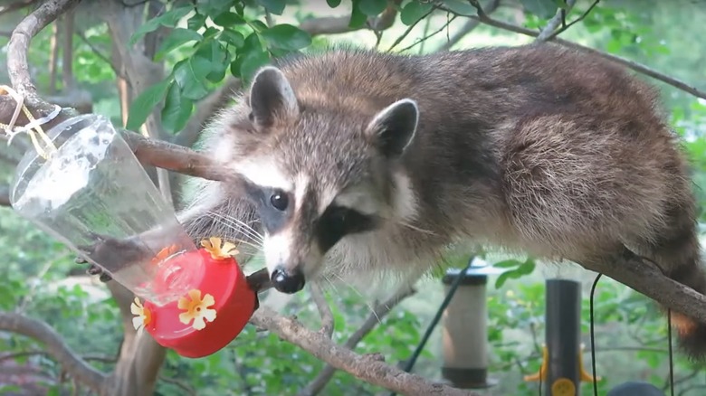 raccoon eating from hummingbird feeder