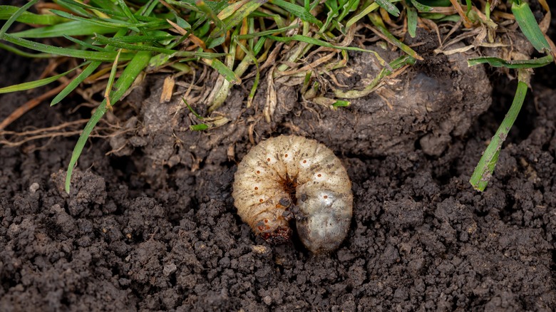 grub coiled up in soil