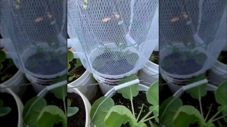 A white mesh bag cover over a plant in a container
