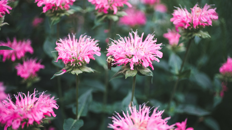A close-up of pink bee balm flowers