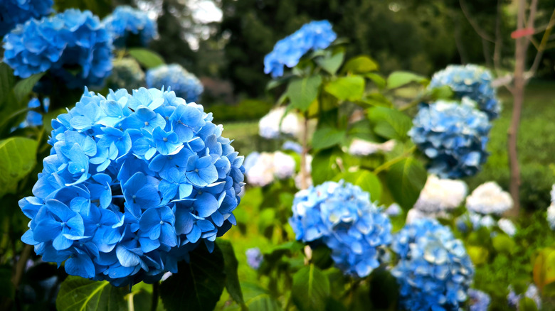 A closeup of blue bigleaf hydrangea blooms with a blurred garden background