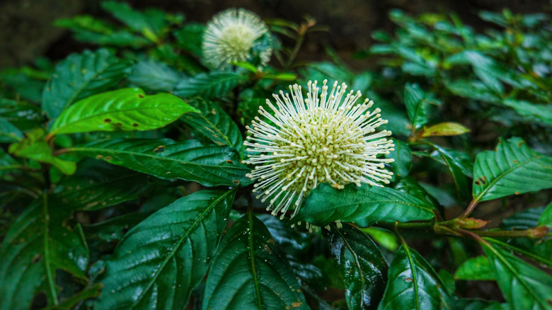 A closeup of two buttonbush blooms on dark green leaves
