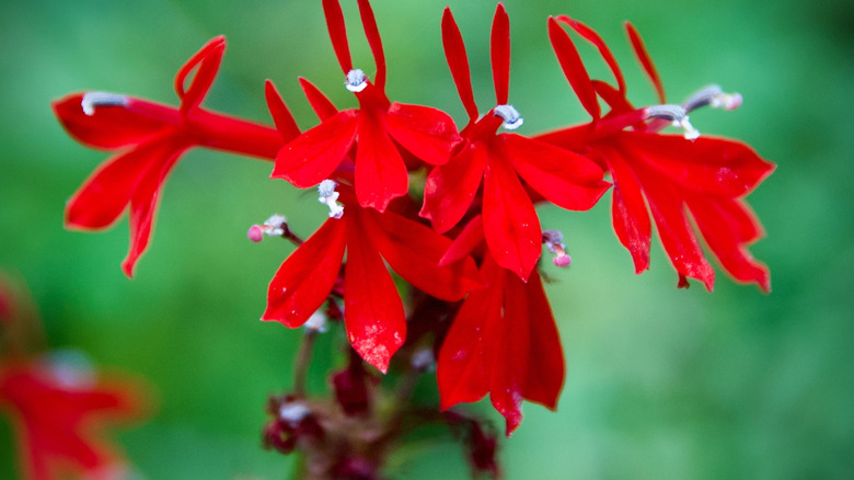 A closeup of a cardinal flower on a blurred green background