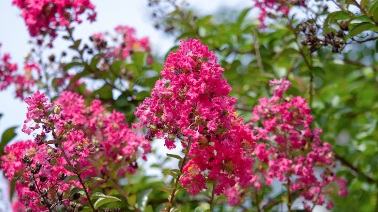 Crape myrtle flowers are pictured against a blue sky
