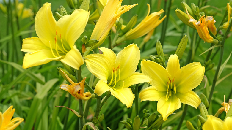Bright yellow daylilies come into flower