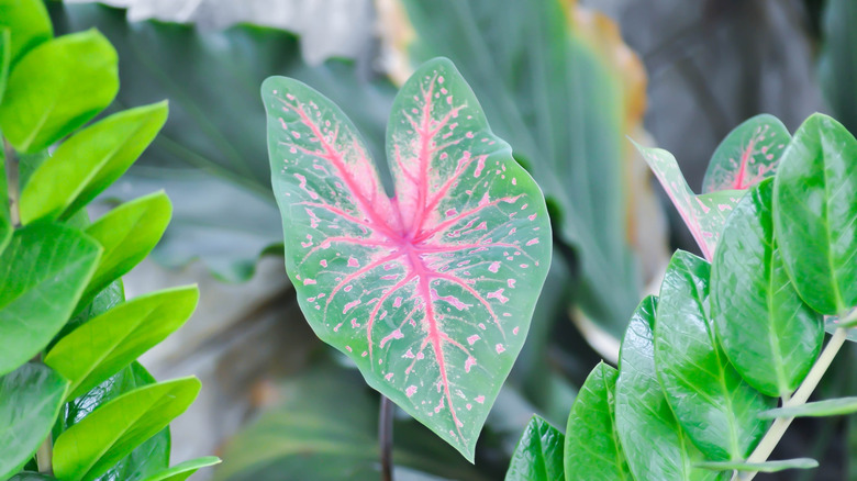 A bicolor caladium leaf is flocked by other garden plants