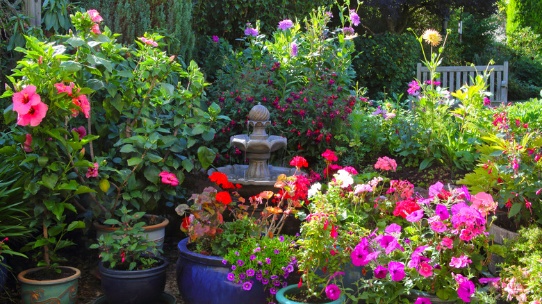 Hibiscus and other flowering plants grown in patio pots