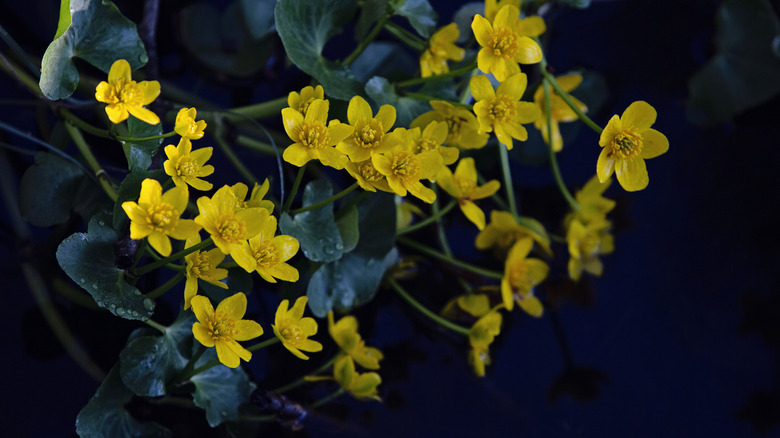 A closeup of marsh marigolds growing on stalks with a dark background