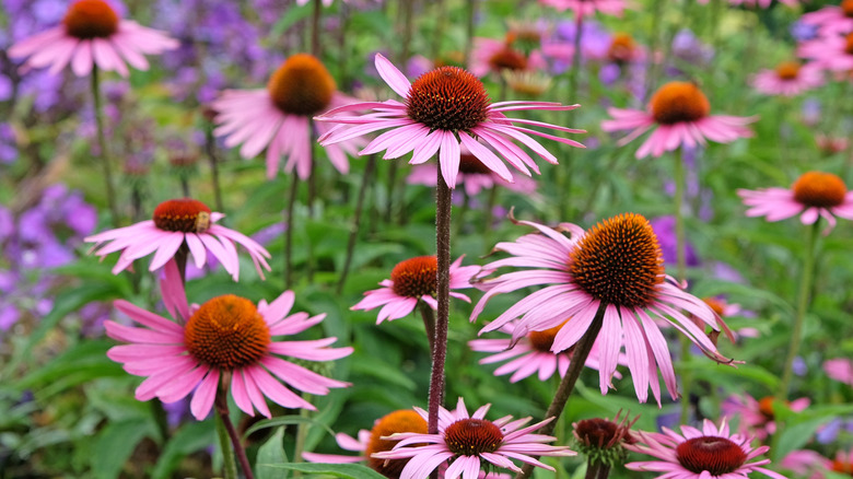 A group of prple coneflowers grow in a field