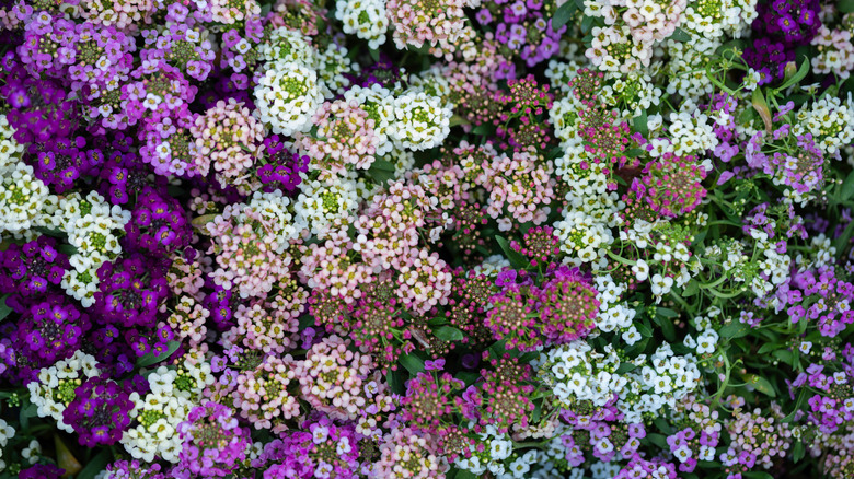 A top-down view shows sweet alyssum flowers in different colors