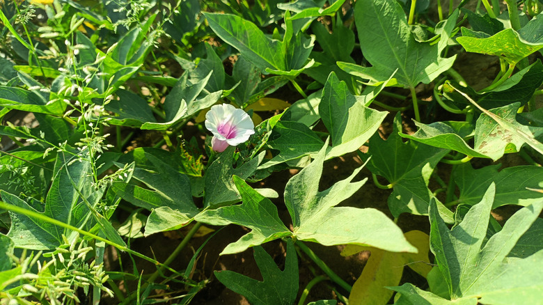 A flower is nestled among sweet potato vine