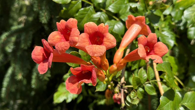 A cluster of trumpet vine flowers is vibrant in the sunlight