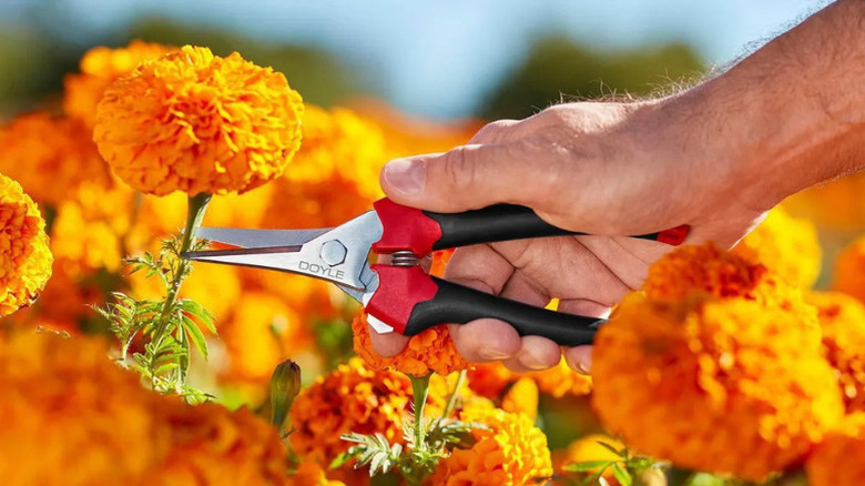 Close-up of a person deadheading flowers with Doyle's 7-½ inch Micro-Tip Pruning Shears