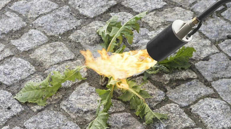 Close-up of Greenwood's Propane Torch with Push-Button Igniter in use