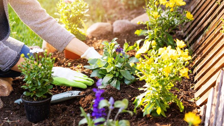A gardener wearing gloves planting flowers in a garden