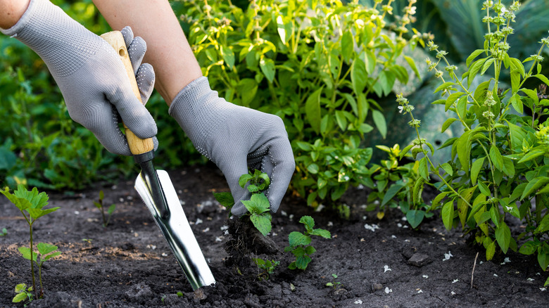 Close-up of hands using weeding tool to remove weeds