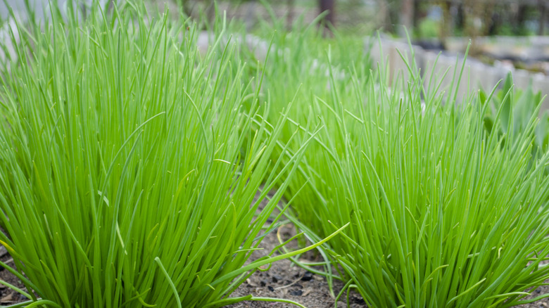 closeup on chives growing in garden bed