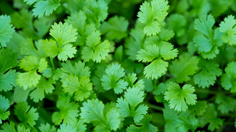 closeup on cilantro