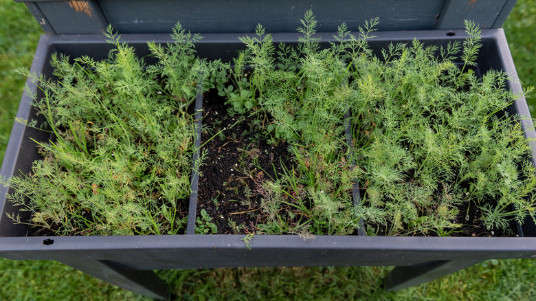 dill growing in raised garden bed