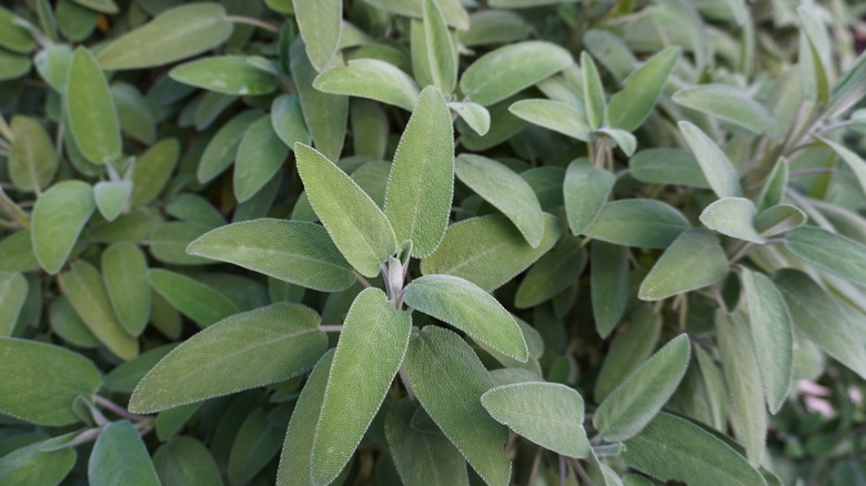 sage growing in garden