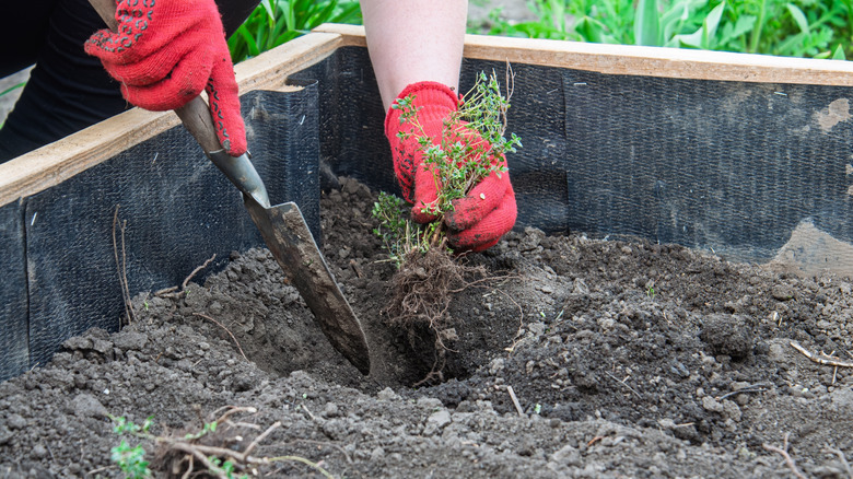 person planting herb in raised garden bed