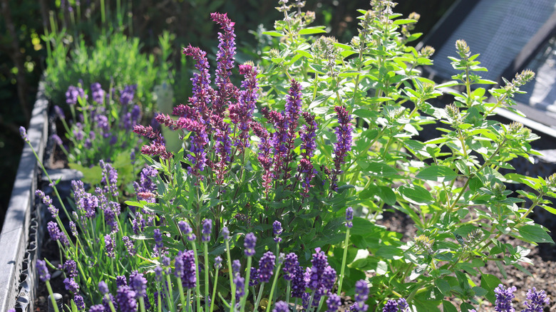lavender growing in raised bed