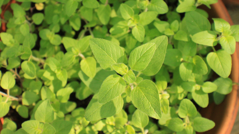 closeup on marjoram in container