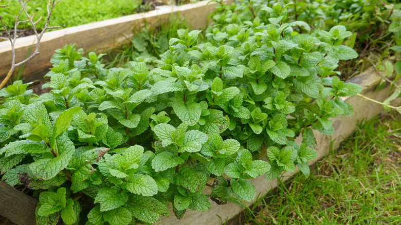 mint growing in raised garden bed