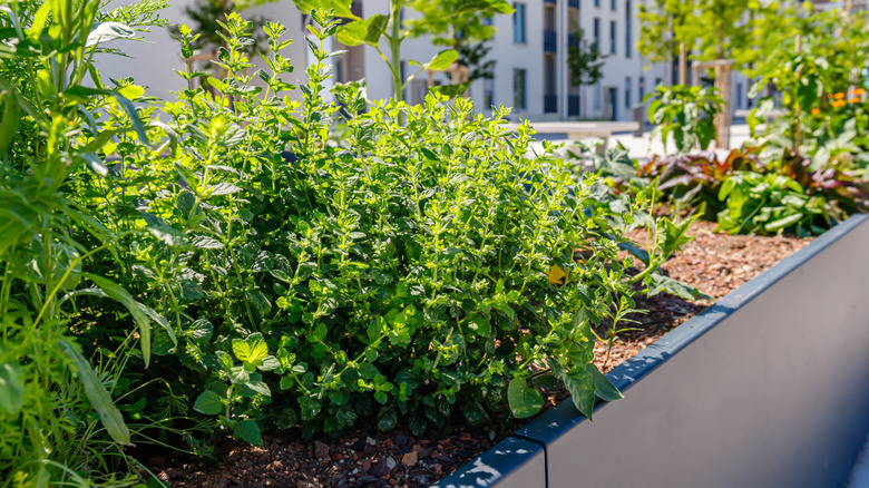 oregano growing with other plants in raised bed