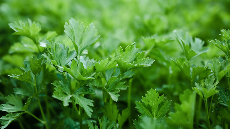 closeup on parsley growing