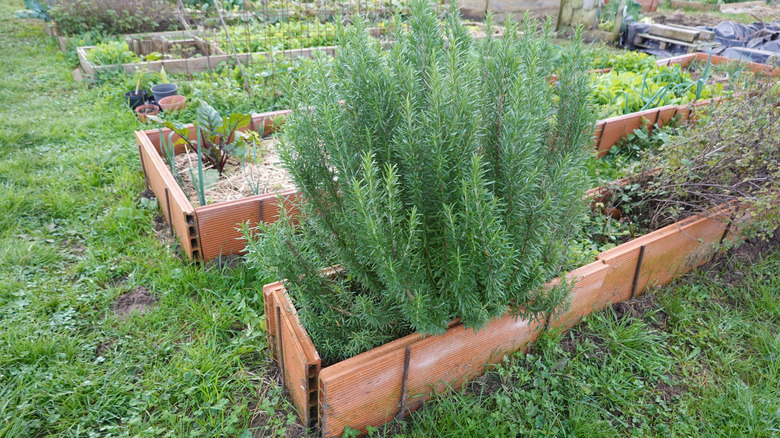large rosemary planting growing in raised bed