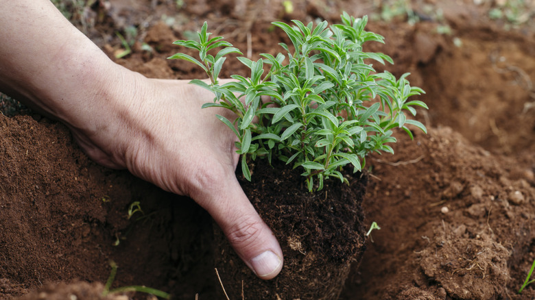 person planting summer savory in ground