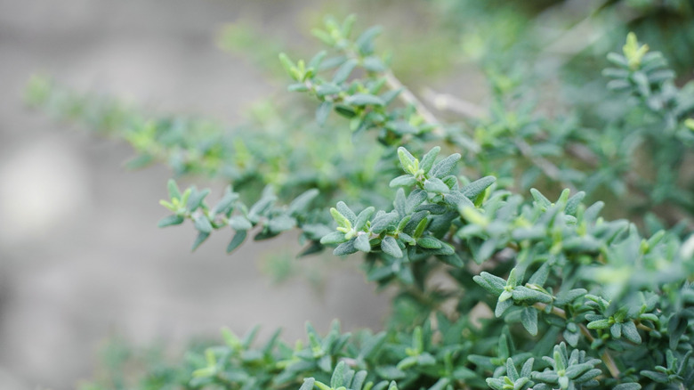 closeup on thyme