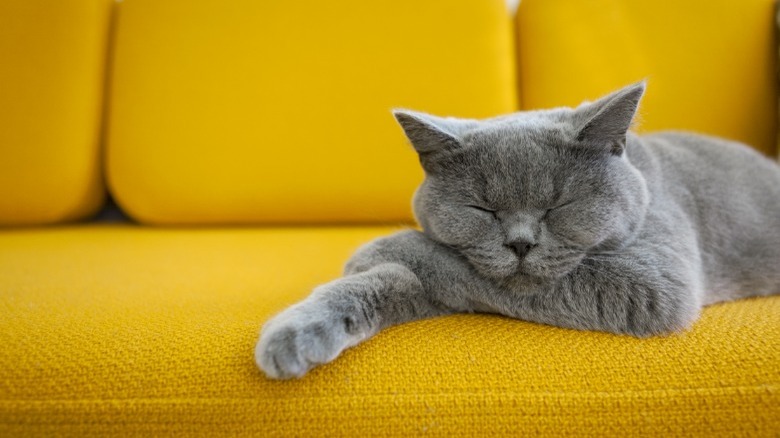 Gray cat on yellow fabric couch