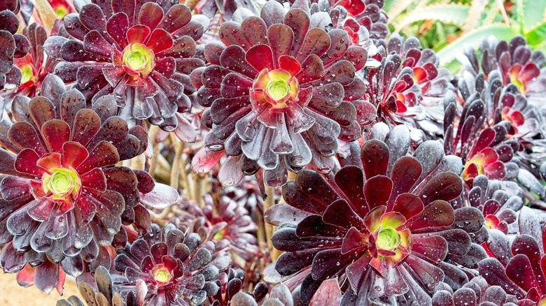 Several Aeonium arboreum 'Atropurpureum' growing outside with their bright yellow centers facing the camera