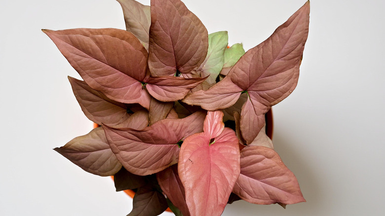 An arrowhead vine plant with various colors of leaves, including bronze and red