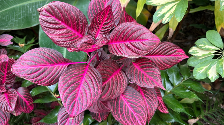 The bloodleaf plant with bright purple and pink leaves in a garden