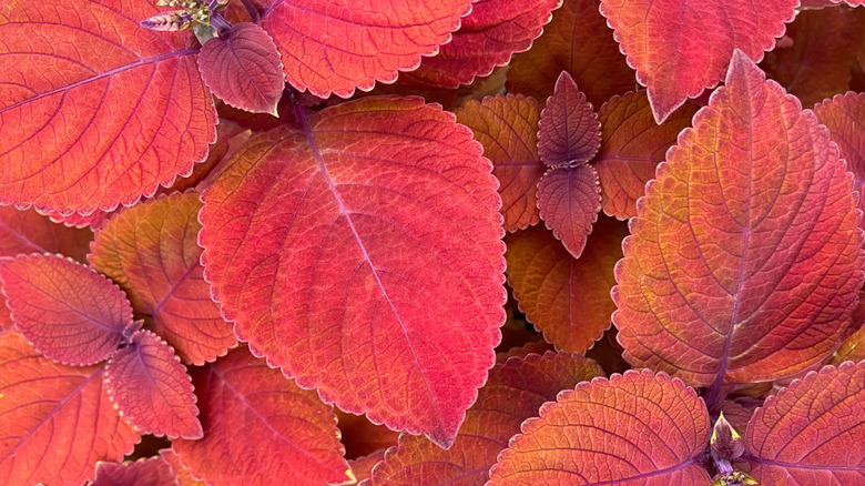 The 'Campfire' variety of coleus with orange, red, and faintly yellow leaves