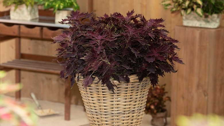 An image of a Coleus 'Downtown Dallas' in a woven basket.