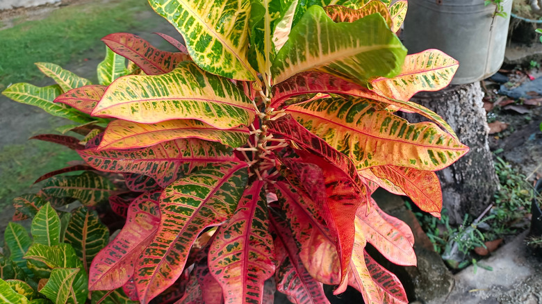 A croton with many different shades of green, red, yellow, and cream