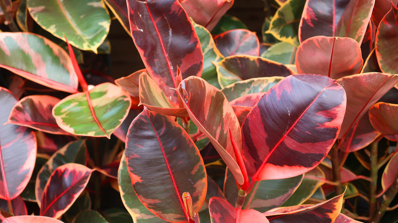 The ficus elastica 'Ruby' with a mix of green, cream, pink, and copper colors