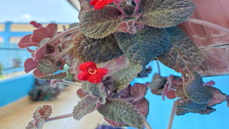 A close-up look of flame violet's metallic leaves and bright red flowers