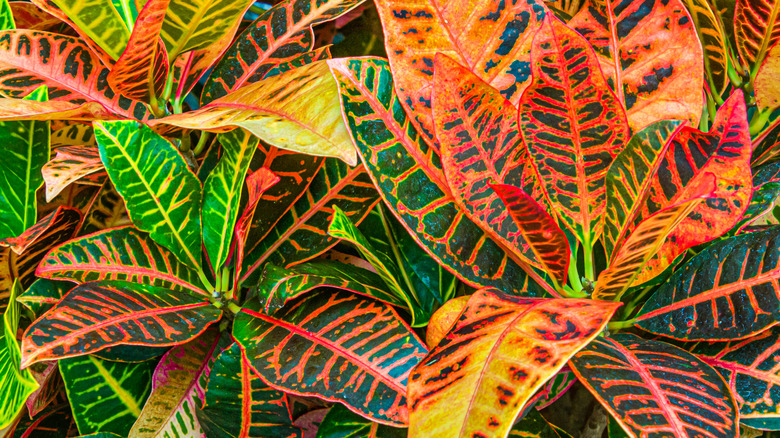 Plants with red, green, and yellow leaves
