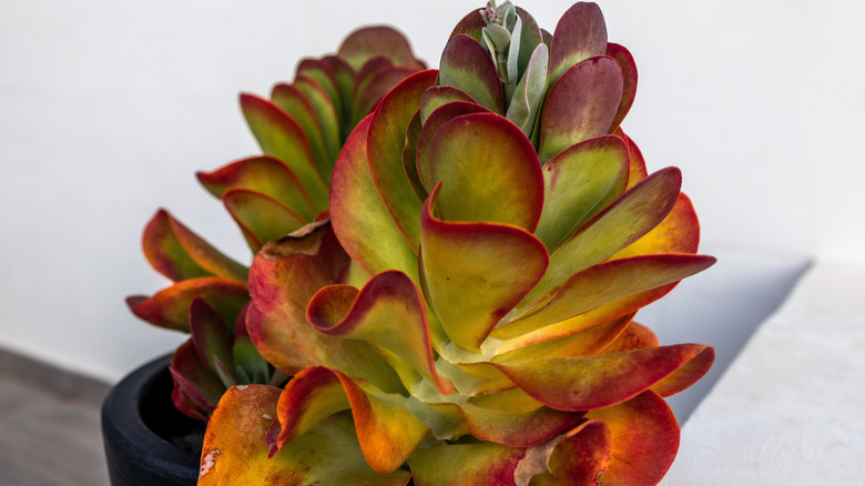 A paddle plant in a pot indoors with its edges and new growth showing a deep red color contrasting against bright lime green