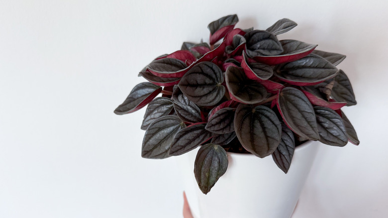Peperomia caperata 'Schumi Red' on a white background in a white pot