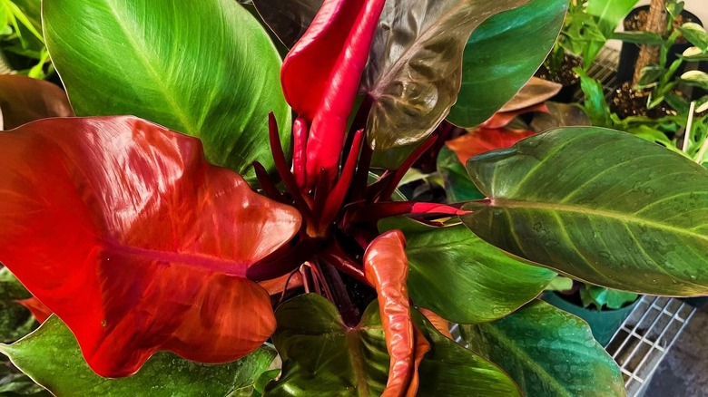 A close up of the  Philodendron 'McColey's Finale' with its bright red new growth