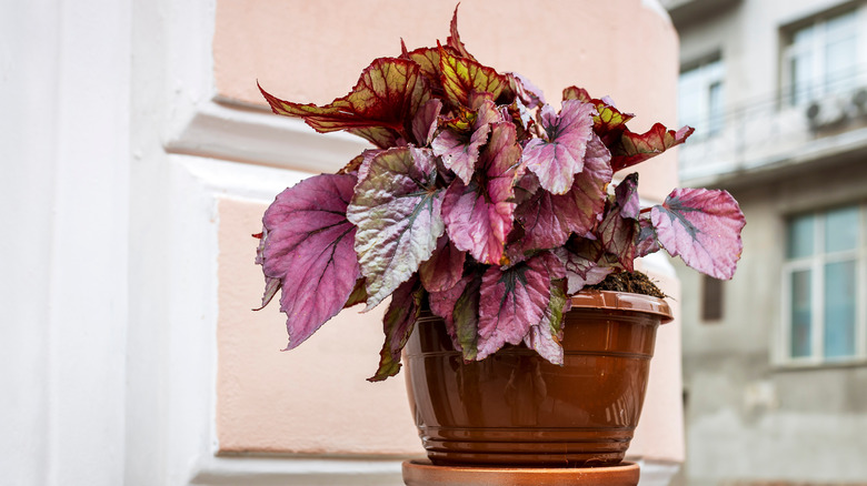 A rex begonia in a pot sitting outside on a balcony
