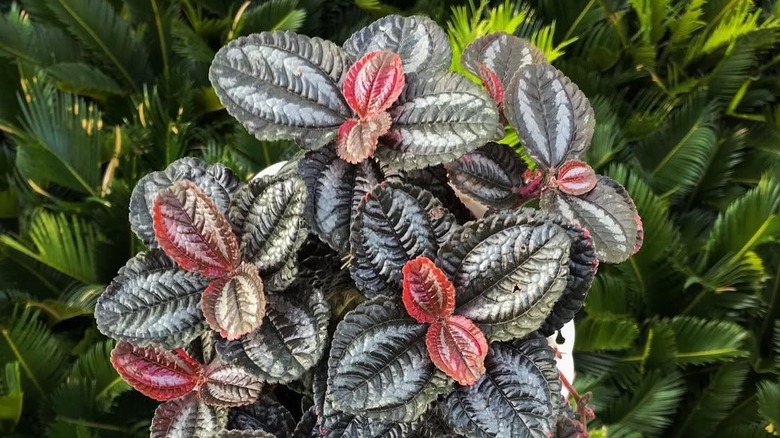 A silver tree held up outside, showing off its bright red new growth